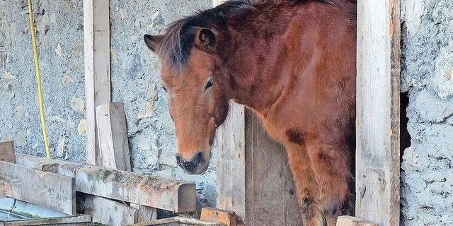 Insgesamt 19 Pferdebetriebe wurden heuer ausgezeichnet − unter anderem die Pferdealtersweide in Valendas GR.