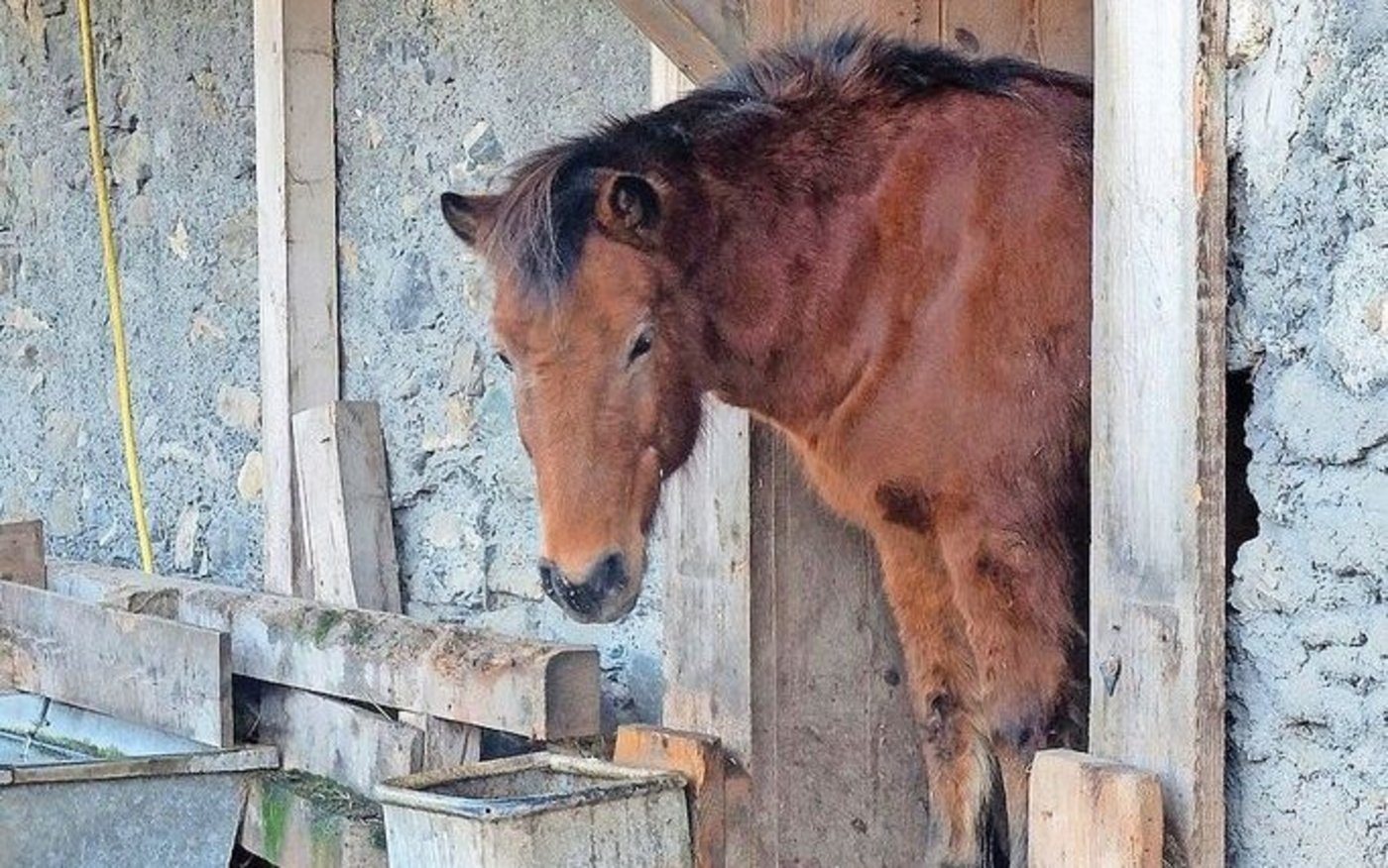 Insgesamt 19 Pferdebetriebe wurden heuer ausgezeichnet − unter anderem die Pferdealtersweide in Valendas GR.