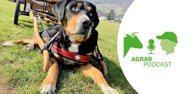 Jetzt die sechste Folge vom AgrarPodcast hören und beispielsweise Nala kennenlernen, die sich hier vor ihrem Wägeli ausruht. (Bild: Esther Thalmann/BauernZeitung)