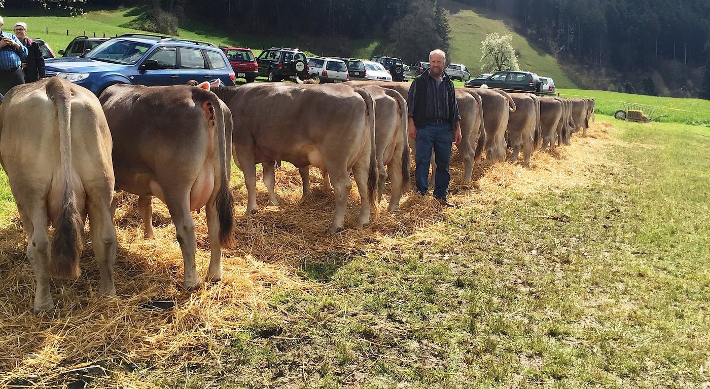 Werner Furrer freut sich über das gute Resultat von A 57 Punkten an der Halteprämienschau seines Stieres Hugo OB. (Bilder Adrian Arnold)