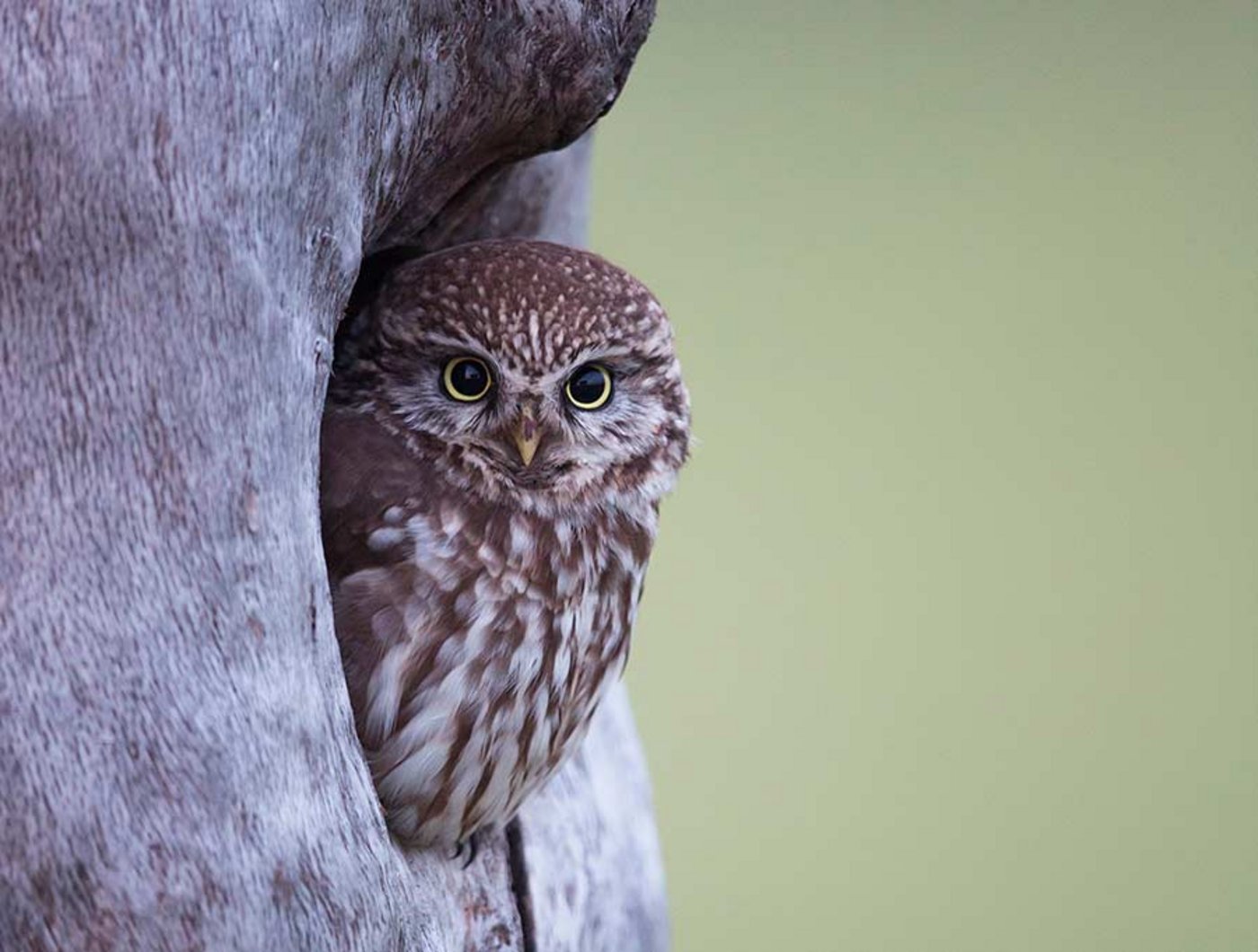 Kulleraugen mit stechendem Blick prägen den Charakterkopf des ­Stein­kauzes. (Bild Patrick Donini / Bird LIfe)