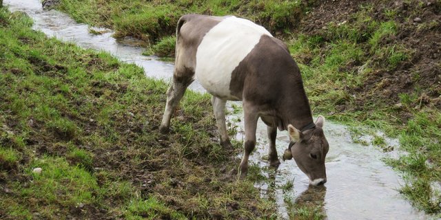 Ein Rind säuft vom Bach auf der Seebodenalp. Das braucht noch keine Bewilligung. (Bild js)