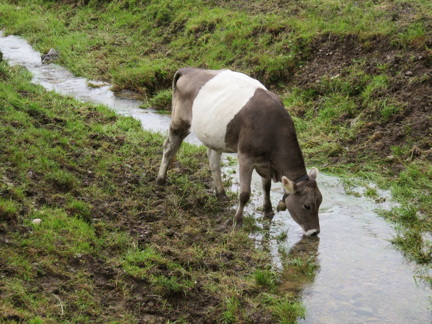 Ein Rind säuft vom Bach auf der Seebodenalp. Das braucht noch keine Bewilligung. (Bild js)