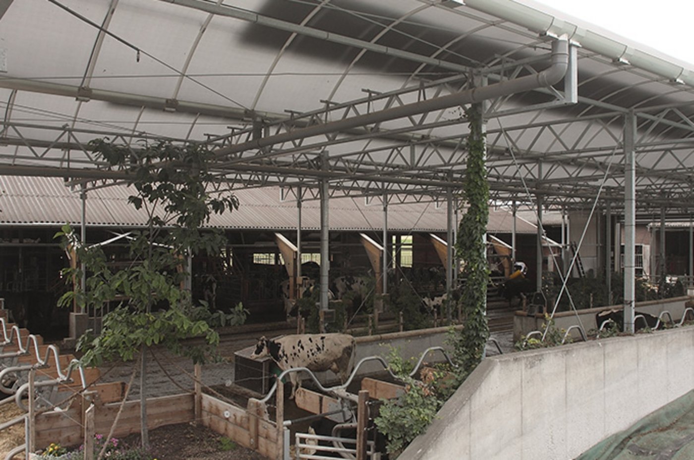 Kuh-Gärten sind luftig gebaut und sollen ähnlich sein wie eine Weide. (Bild Bayerische Milchindustrie eG)