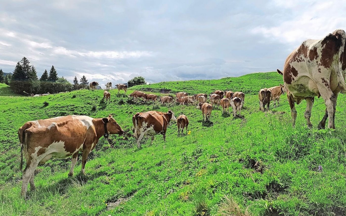 Stier Florian (ganz hinten auf dem Bild) wartete geduldig auf seine Herde. Sogar die Sonne liess sich an diesem Morgen kurz blicken.