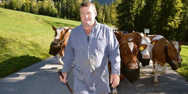 Mein Chef, der Fritz Bürki von der Schwandweid in Schangnau, marschiert stolz mit uns Kuhdamen von der Schau nach Hause.