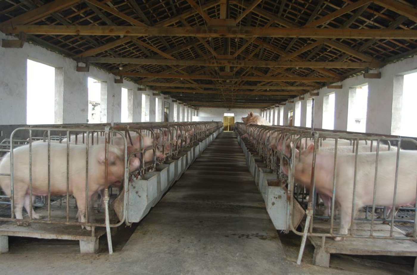 Blick in einen chinesischen Schweinestall. (Bild topagrar)