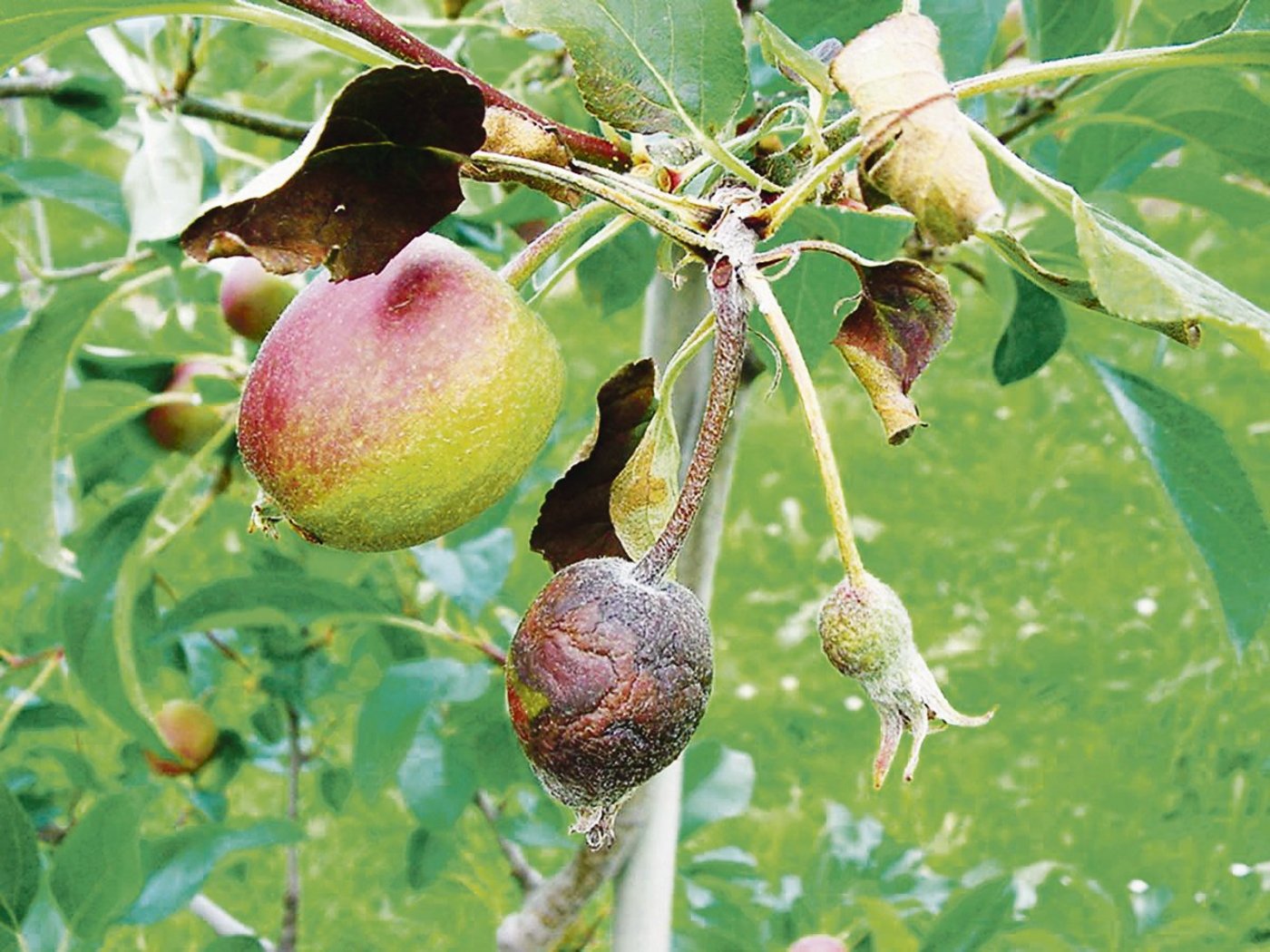 Das Feuerbrandbakterium kann sich seuchenartig schnell auf Kernobstgewächsen ausbreiten. (Bild BauZ)