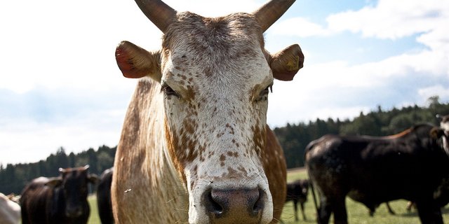 Zebus stecken die Hitze lockerer weg als andere Kühe. (Bilder Jonas Ingold/lid)