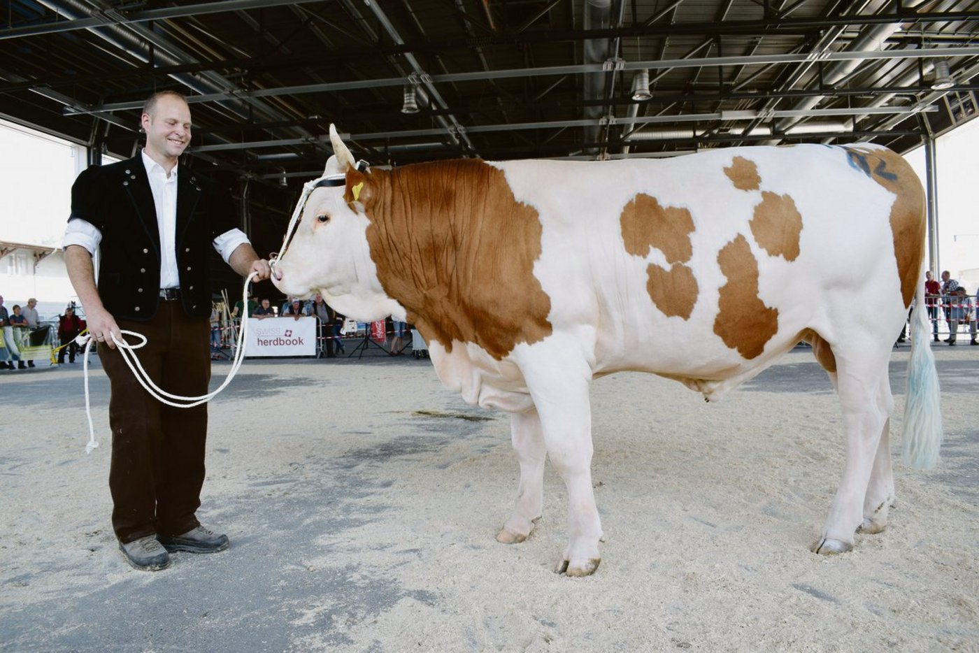 Der fabelhafte Simmentaler Famos von Samuel Siegenthaler, Amsoldingen, wird seinem Namen gerecht und wird Mister (Bild). Am Dienstagvormittag gewann bei den SI-Stierkälbern Tarius von André und Markus Mosimann, Toffen. (Bild BauZ/dj)