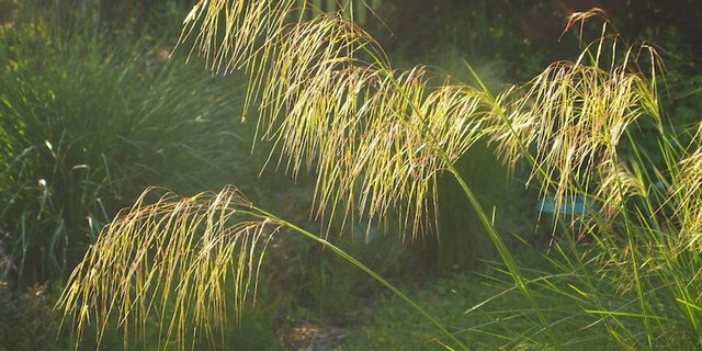 Gräser sind Lichtfänger. Auf dem Bild Stipa gigantea. (Bilder Ruth Bossardt)