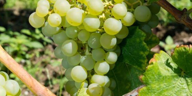 Rund zehn Tage früher als üblich hat die Lese begonnen. (Bild Archiv BauZ)