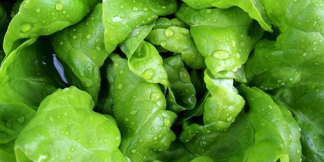 Der Kopfsalat ist die kultivierte Form des wild wachsenden Lattichs. (Bild pixabay)