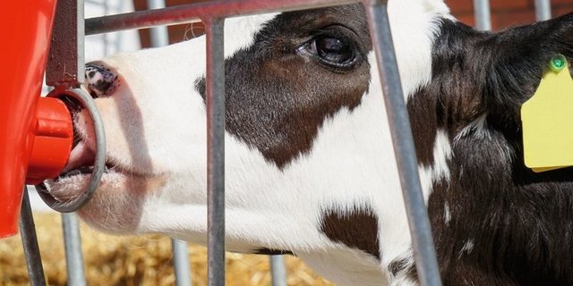 Kälber brauchen in den ersten Lebenswochen viel Milch, die sie langsam trinken sollen. Kolostrum verursacht eine immunologische Programmierung. Bild: Adobe Stock