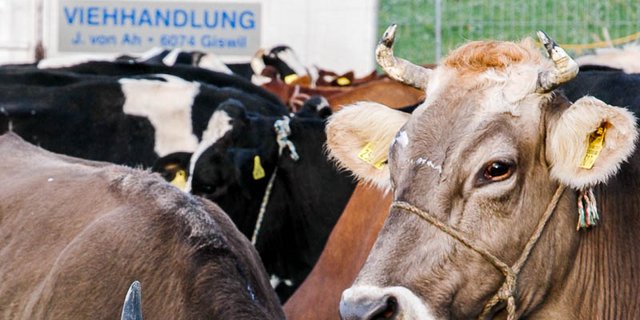 Der Markt für Schlachtkühe ist ausgeglichen. (Bild BauZ)