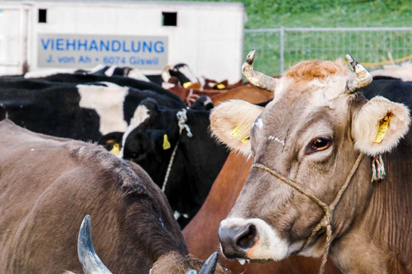Der Markt für Schlachtkühe ist ausgeglichen. (Bild BauZ)