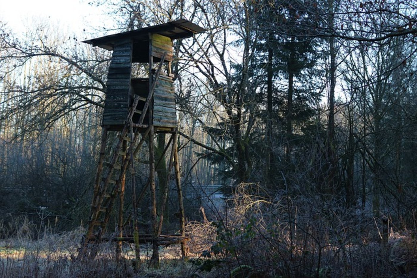 Laut dem Bundesrat bietet das revidierte Gesetz dennoch «einen pragmatischen Umgang mit der wachsenden Zahl an Wölfen.» (Symbolbild Pixabay)