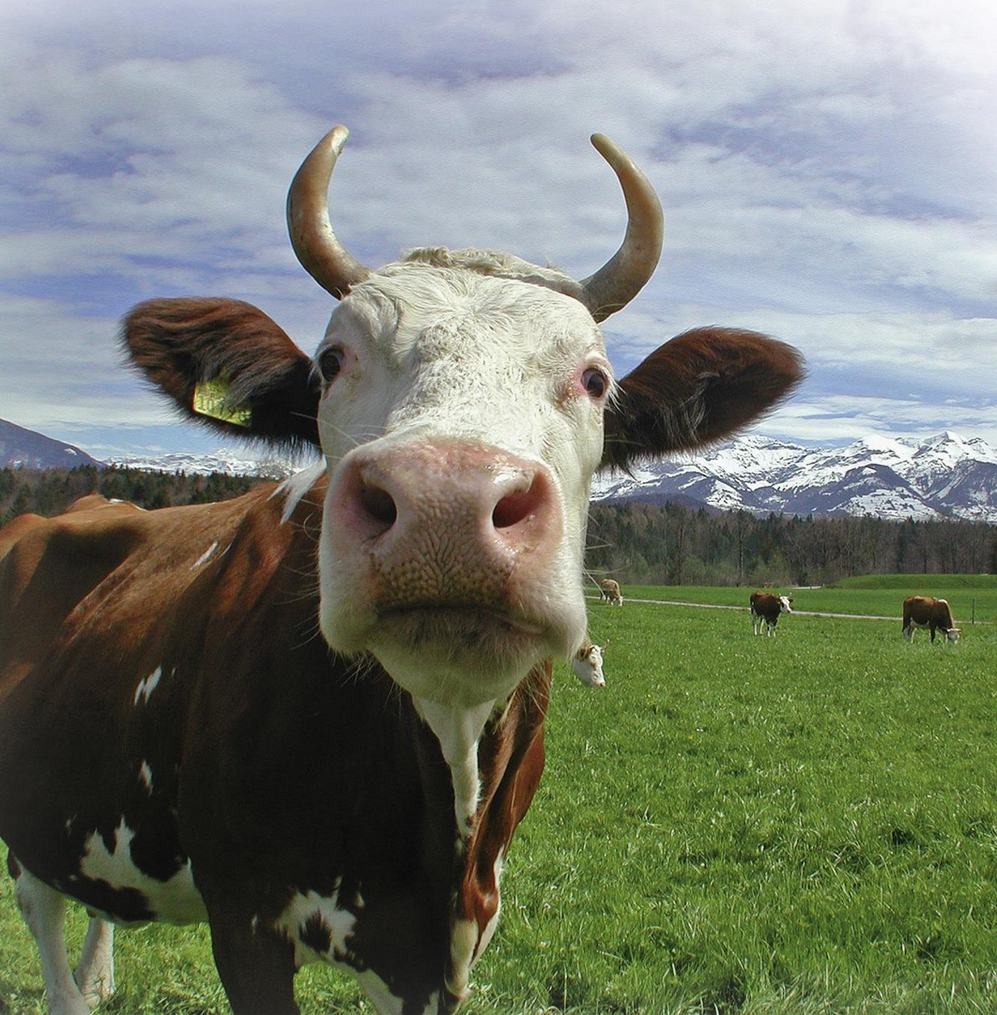 Kühe und Rinder sollen nicht trächtig geschlachtet werden. (Bild Proviande)