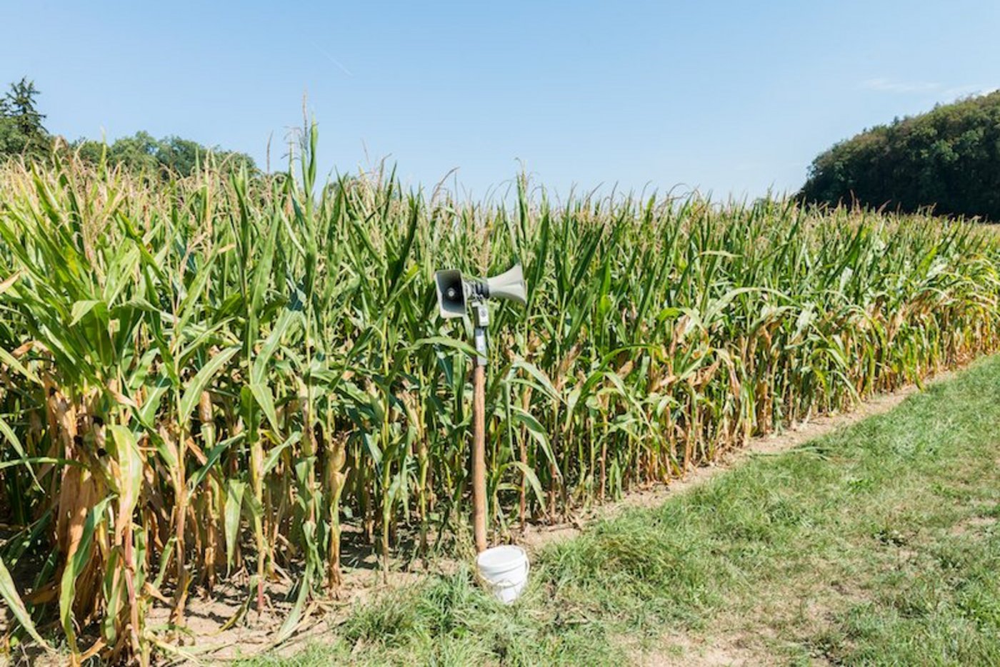 Der akustische Wildschweinschreck kann zusätzlich zu bestehenden Methoden eingesetzt werden. (Bild ZHAW)