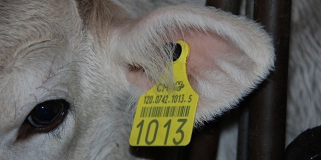 Die TVD bildet die Grundlagen für die Rückverfolgbarkeit der Tiere für die Lebensmittelsicherheit und bei Tierseuchen. (Symbolbild pd)