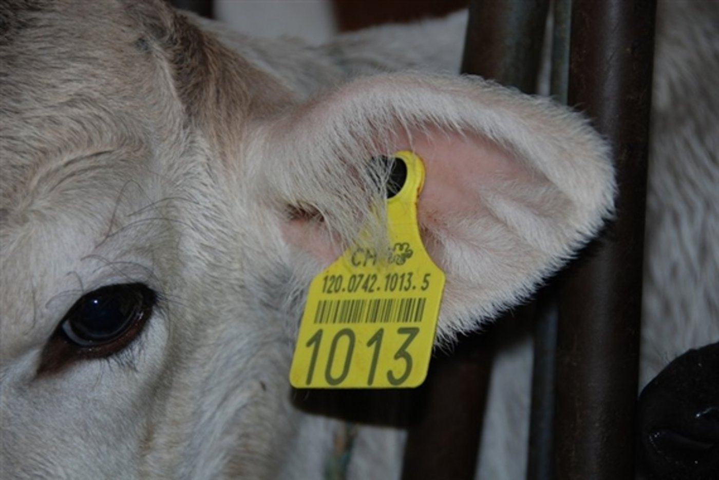 Die TVD bildet die Grundlagen für die Rückverfolgbarkeit der Tiere für die Lebensmittelsicherheit und bei Tierseuchen. (Symbolbild pd)