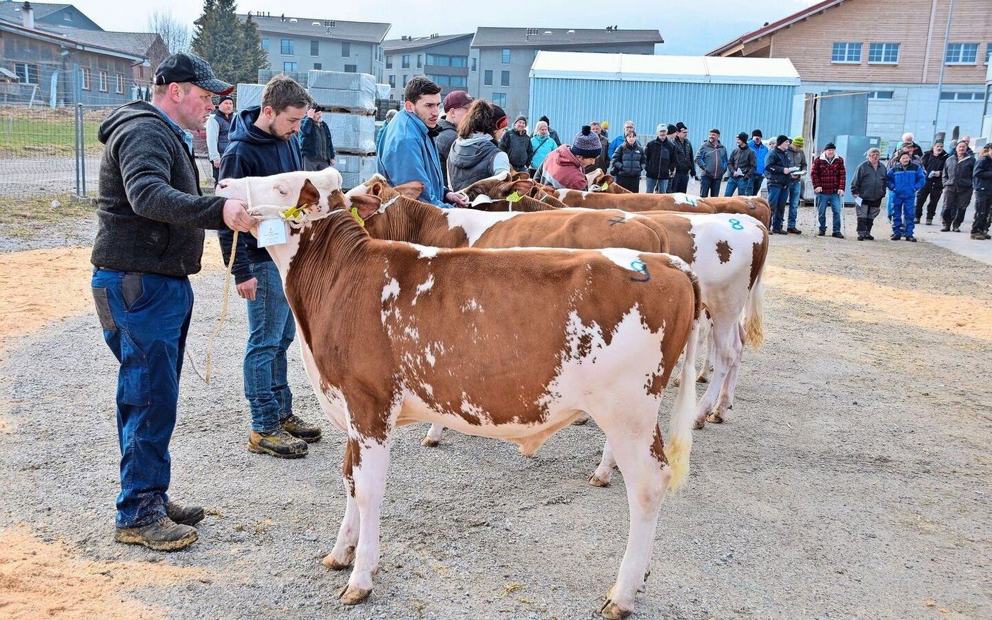Er siegte in seiner Klasse: Ringgeler`s Christian Ubay P von Bruno und Sandra Beyeler aus Plaffeien. 