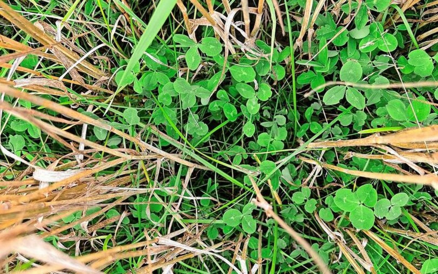 Die Untersaat im Winterweizen gedeiht gut.