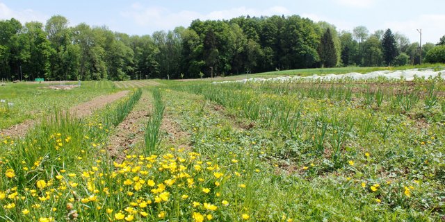 Auf dieser Fläche auf dem Birchhof probiert Roger Gündel aus, wie sich Permakultur in der Landwirtschaft umsetzen lässt. Mischkulturen und minimale Bodenbearbeitung sind typisch für diesen Ansatz. (Bild zVg)