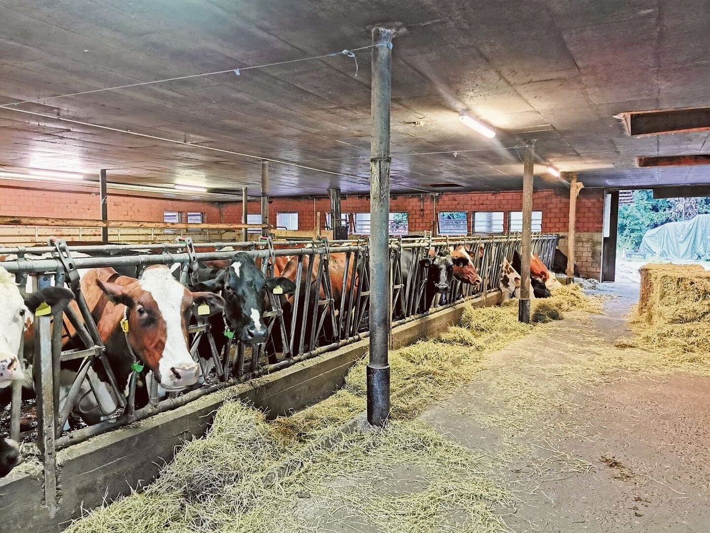  ist ein Keim, der auch von gesunden Kühen in der Gülle ausgeschieden wird.Er überlebt quasi überall im Stall. Das macht ihn auch so erfolgreich.