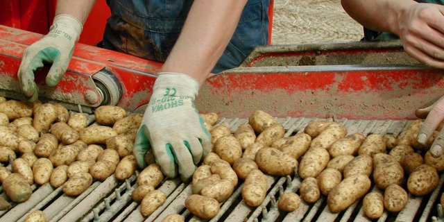 Solidarische Landwirtschaft (Solawi) basiert auf der direkten Zusammenarbeit von Produzenten und Konsumenten. Foto: BauZ