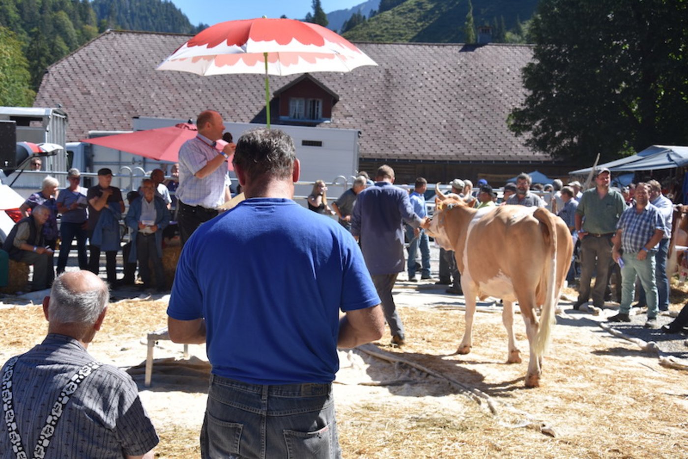 Auch viele reine Simmentaler wurde angeboten. Hier die Kuh Fels Dohle von Bernhard Gerber, Wiggen LU, wurde für 3100 Franken verkauft. 