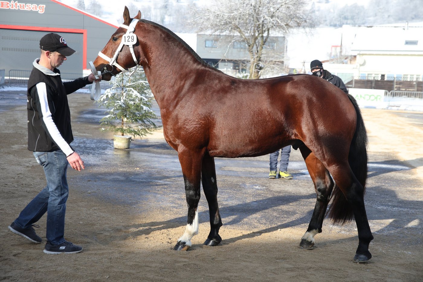Der Sieger der diesjährigen Hengstkörung heisst Don Falco und steht im Besitz von Alain und Jean Gigandet aus Le Prédame JU. (Bild Karin Rohrer)