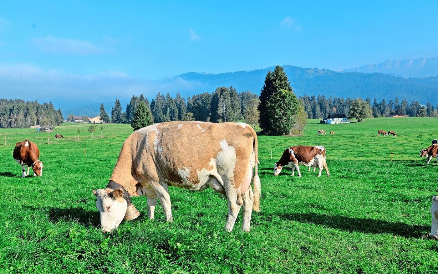 Die Proteingehalte im Weidefutter steigen. Das führt zu höheren  Milchharnstoffgehalten. Das muss bei der Ergänzungsfütterung beachtet werden.