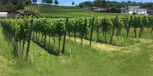ETH-Forscher haben den Zusammenhang zwischen der Informationsquelle und den Schädlingsbekämpfungsstrategien bei Obstbau- und Weinbauproduzenten untersucht. (Bild ETH Zürich/Finger R.)