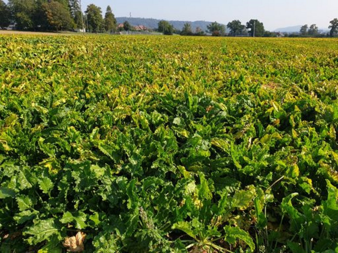 Die Viröse Vergilbung führt bei Zuckerrüben zu Mindererträgen und tieferen Zuckergehalten. (Bild lid/ji)