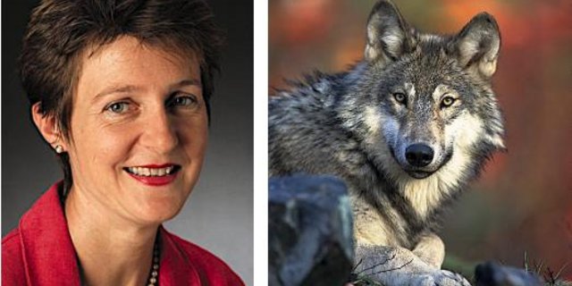 Die Autoren des offenen Briefs sorgen sich, dass eine vom Wolf aufgeschreckte Mutterkuhherde jemanden verletzten könnte. (Bild BauZ/Pixabay)