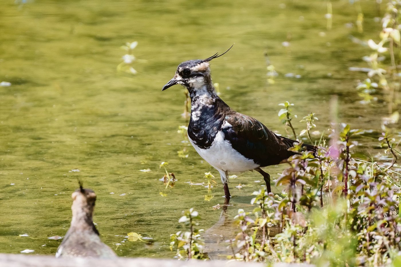 Der Kiebitz (Vanellus vanellus) ist dank seiner Silhouette und seiner Stimme unverkennbar.