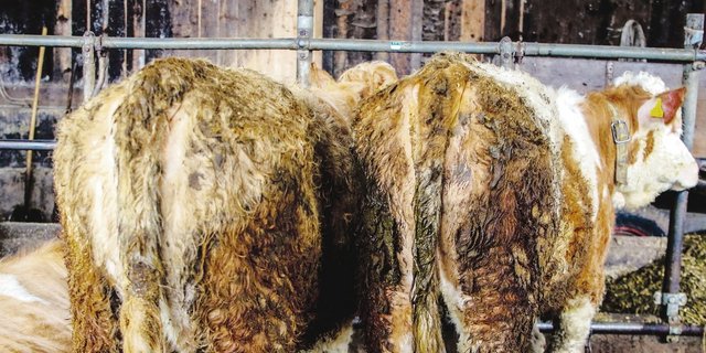 Völlig verschmutzte Rinder sind ein Mangel, der immer wieder einmal von Kontrolleuren beanstandet werden muss. (Bild Archiv TiF)