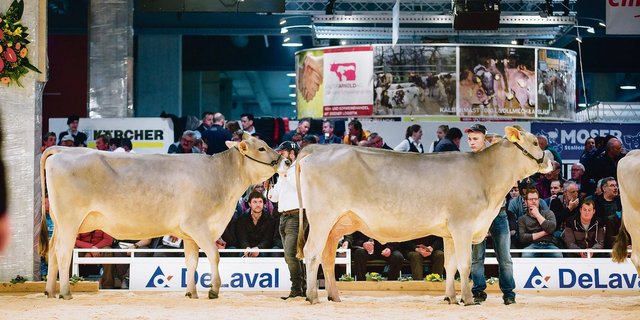 Die IGBS-Schau vom Freitag, 21. Februar, gehört an der Tier & Technik sicher zu  den vielen Höhepunkten.(Bild Joe Pohl)