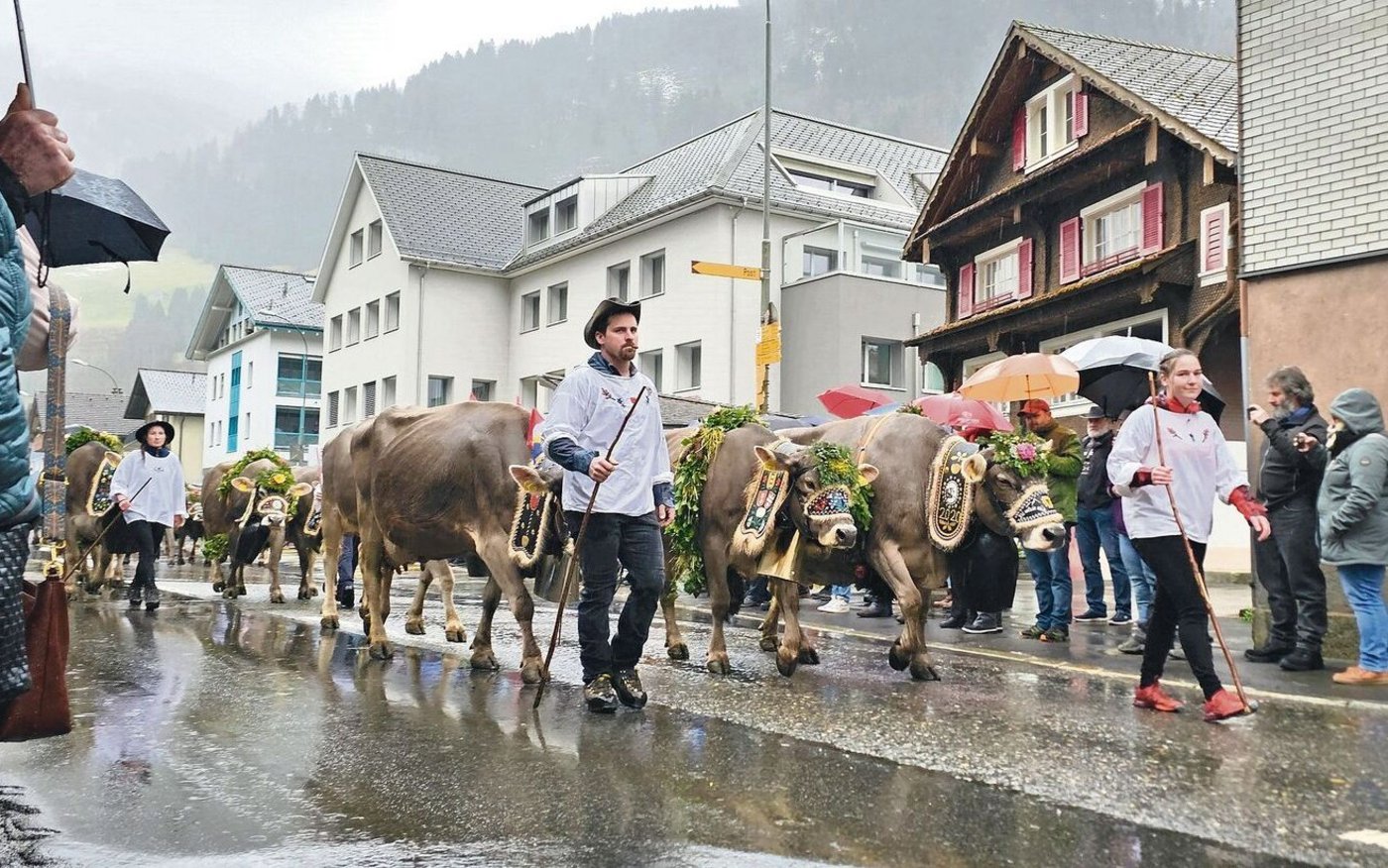 Schön geschmückte Viehsennten am Sennenchilbi-Umzug in Muotathal. 