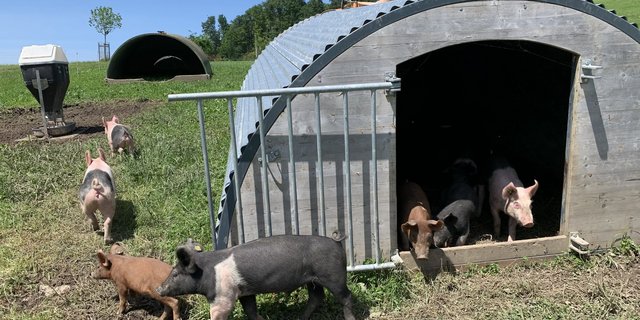 Bioschweine beim Birrholz auf der Horwer Halbinsel, welche zum Biohof Hinterberg von Hans und Andrea Wey gehören. Die Hampshire werden lediglich den Sommer über in Zusammenarbeit mit dem Uelihof in Horw im Freien ausgemästet. (Bild js)