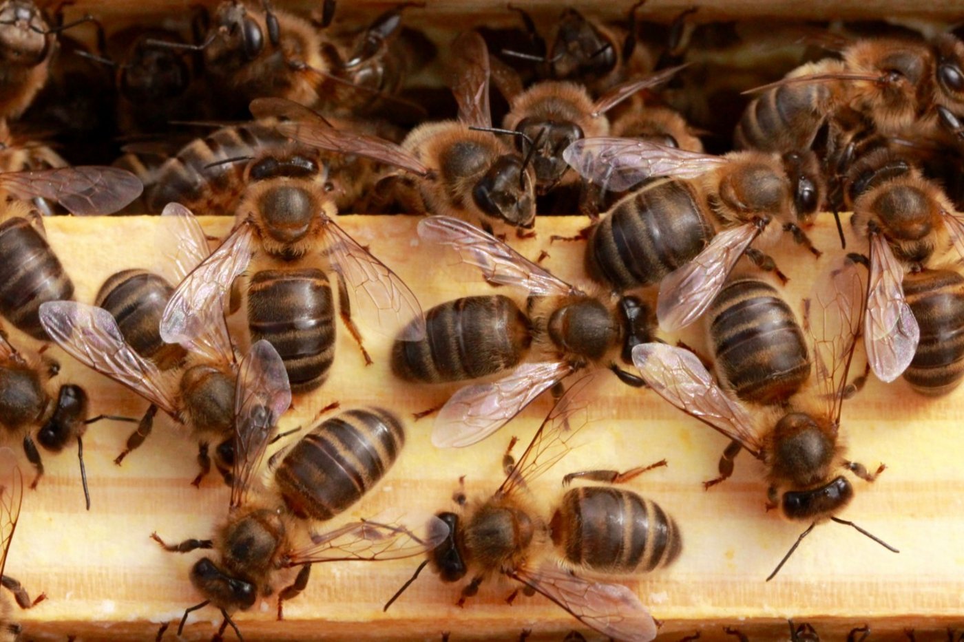Was summt denn da? Das ist die einheimische Dunkle Biene. (Bild mellifera.ch)