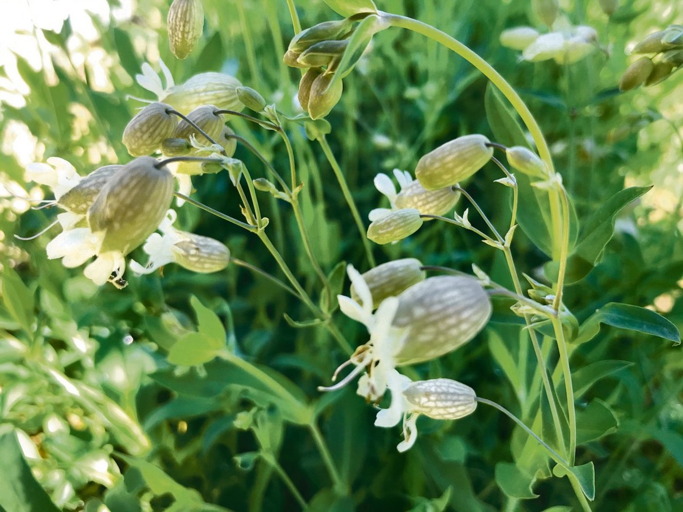 Das Aufgeblasene Leimkraut kann man essen: Seine jungen Triebe sollen gedämpft als Gemüse ein Genuss sein.