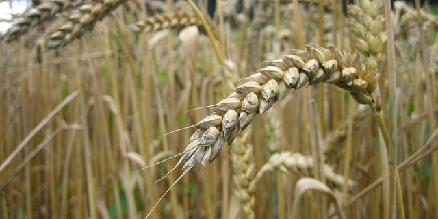 Naturel-Bäckereien verwenden sämtliche Backmehle mit IP-Suisse Qualität. (Symbolbild, ji)
