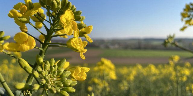 Die Nachfrage nach Schweizer Rapsöl ist gross. Dennoch fehlen der Branche die Produzenten. (Bild Nicole Geiser)