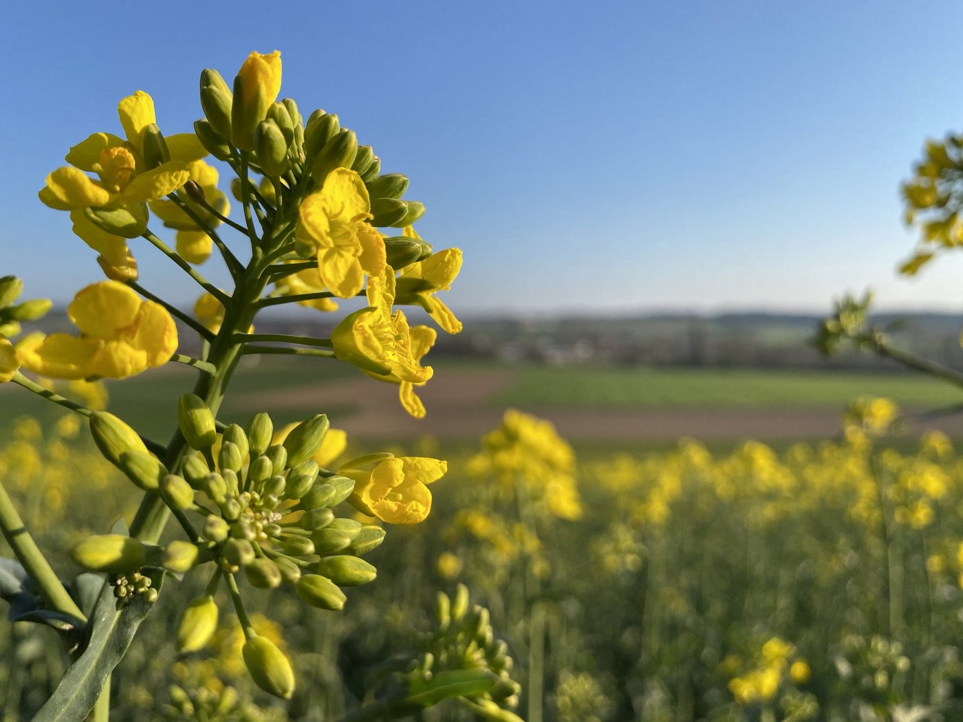 Die Nachfrage nach Schweizer Rapsöl ist gross. Dennoch fehlen der Branche die Produzenten. (Bild Nicole Geiser)