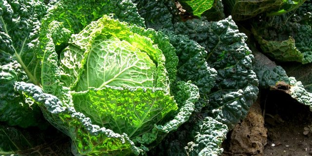 Typisches Wintergemüse: Wirz. (Marco Buchmann/landwirtschaft.ch)