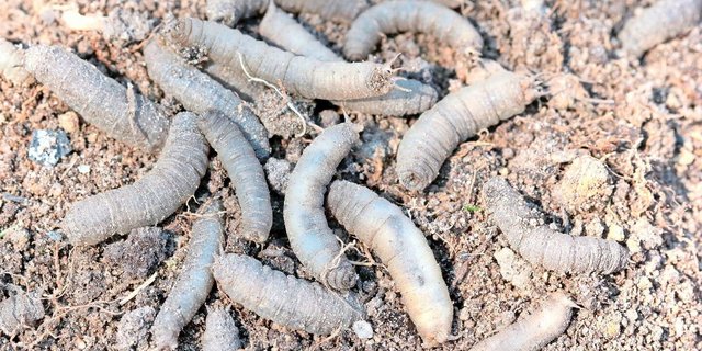 Erdschnakenlarven haben keine Beine.