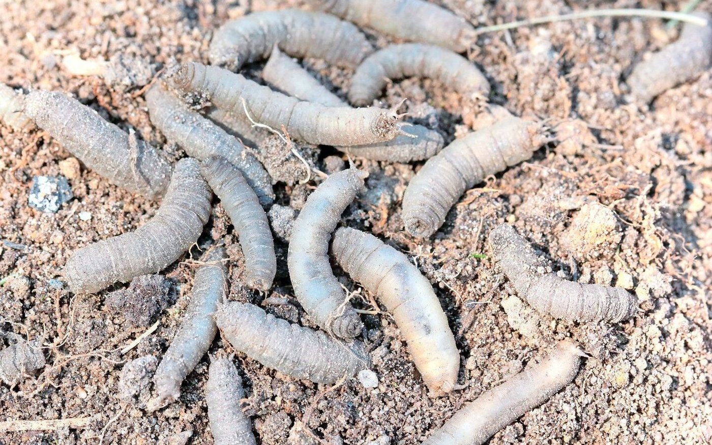 Erdschnakenlarven haben keine Beine.