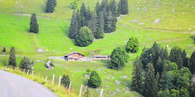 Dieses idyllische Bild trügt: Die Alpwirtschaft steht vor grossen Herausforderungen. Der Grund sind die Grossraubtiere, welche sich im Alpenbogen immer wie mehr ausbreiten. (Bild Peter Fankhauser)